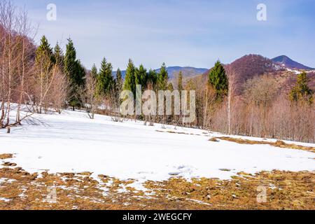 foreste del parco nazionale uzhanian in primavera. paesaggio montuoso dell'ucraina. paesaggio naturale dei carpazi con alberi sulla collina innevata a marzo Foto Stock