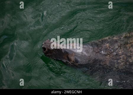 Life at Chatham Pier - Cape Cod, New England Foto Stock