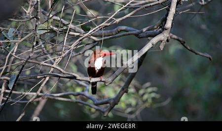 kingfisher dalla gola bianca arroccato su un albero Foto Stock