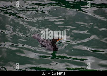 Life at Chatham Pier - Cape Cod, New England Foto Stock