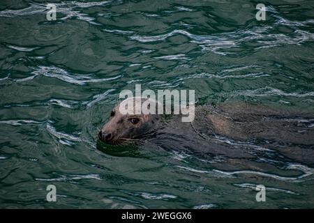 Life at Chatham Pier - Cape Cod, New England Foto Stock