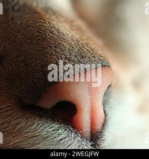 foto macro del naso di un gatto con molti dettagli, primo piano super Foto Stock