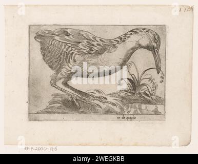 Kwartelkoning (Crex Crex), Jacques de Fornzeris (possibile), monogrammist AG (XVI secolo) (possibile), c. 1580 - c. 1590 stampa uccello a destra, da un fiore che mangia. uccelli acquatici acquosi con acquaforte di carta: crake di mais Foto Stock