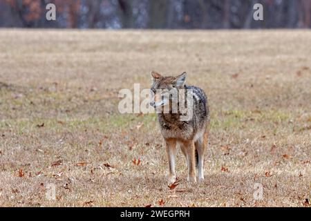 Un coyote sta all'attenzione in una prateria aperta che guarda in lontananza. Foto Stock