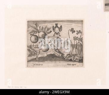 Serie di stampe con fiori e animali in un paesaggio, c. 1600 - c. 1605 stampa a sinistra una pianta di agrumi (malacitria), e a destra viola (Viola nigra). incisione di carta fiori: viola. uccelli. frutta Foto Stock