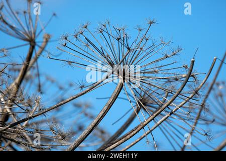 Fiori di sambuco in terra asciutta sotto il cielo blu in un giorno d'inverno, foto astratta naturale di sfondo. Aegopodium podagraria Foto Stock