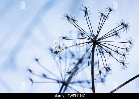 Fiori di sambuco macinati a secco, foto ravvicinata con messa a fuoco selettiva, sfondo invernale astratto naturale Foto Stock