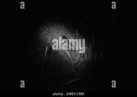 Immagine monocromatica di una creatura avicola appollaiata sulla cima di un'erba torreggiante Foto Stock