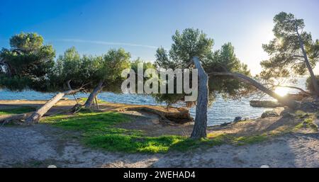 Il sole che tramonta proietta un caldo bagliore su un boschetto di pini pendenti vicino al mare, i loro tronchi si piegano verso la luce in una danza pittoresca con la Foto Stock