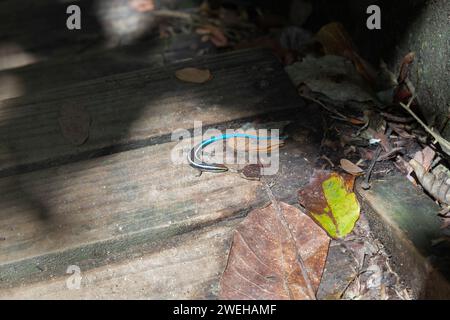 Vicino a un tegu del fiume Magdalena o a una lucertola di Tretioscincus bifasciatus su un sentiero di legno nella giornata di sole al parco nazionale di tayrona Foto Stock