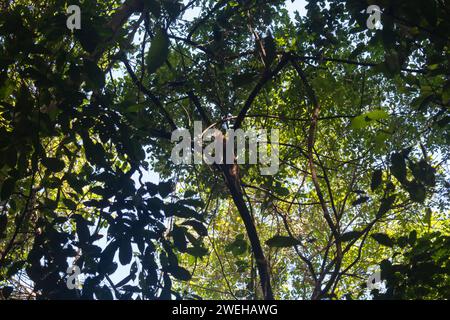 Scimmia cappuccina che sale su un albero nel parco nazionale della tayrona colombiana in giornata di sole Foto Stock