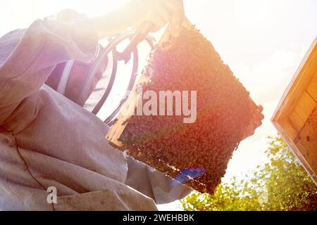 l'apicoltore ispeziona la cornice con le cellule della regina sull'apiary in sera nei raggi di sole di regolazione. l'apicoltore condivide le cornici nell'alveare con l'attrezzo dell'alveare. Alveari su cattivo Foto Stock