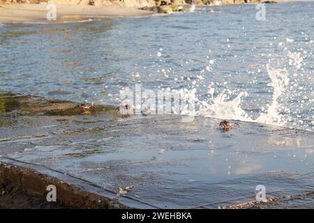 Granchi su una spiaggia di cemento in un'ora d'oro con il mare dei caraibi sullo sfondo Foto Stock