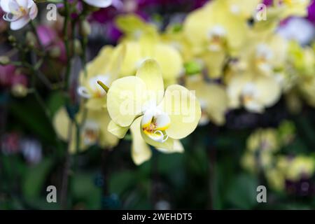 Phalaenopsis Hybrid Amabilis fiore di orchidea giallo Foto Stock