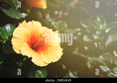 Primo piano di Hibiscus Yellow Brackenridgei Foto Stock