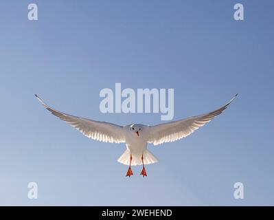 Un giovane gabbiano dalla testa nera (Larus Ridibundus) atterra Foto Stock