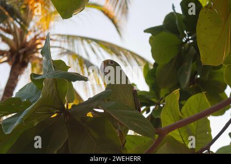 pappagallo amazzonico coronato di giallo sopra un albero al sole del tramonto Foto Stock