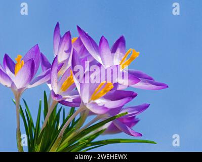 Primo piano di Spring Crocus (Crocus vernus) Foto Stock