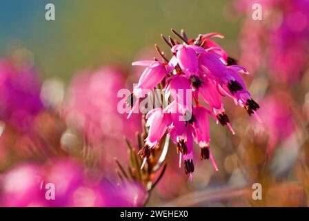 Brughiera invernale, erica fiorita in inverno, brughiera primaverile o brughiera alpina (Erica carnea) retroilluminata Foto Stock