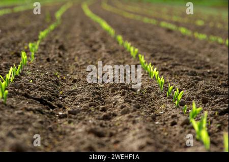 una fila di giovani piante di mais, germogli Foto Stock