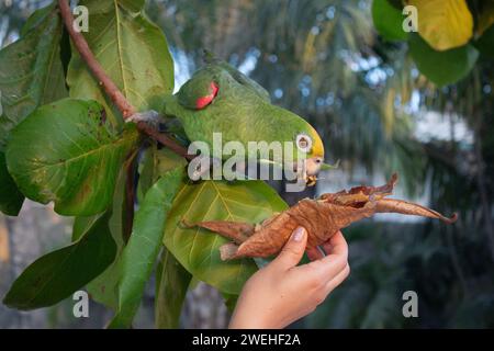 Donna che dà da mangiare a un pappagallo verde su un albero con sfondo nella giungla Foto Stock