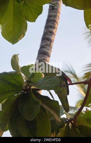 Pappagallo verde sopra un ramo d'albero nell'ora d'oro Foto Stock