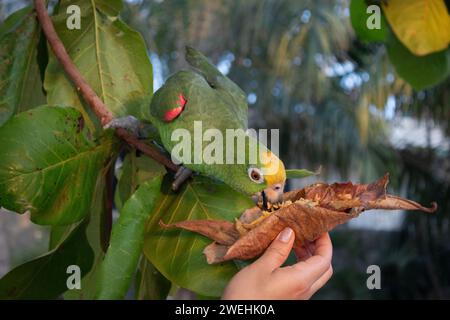 Un pappagallo verde amazzone coronato giallo che si nutre da una mano di donna con sfondo nella giungla Foto Stock