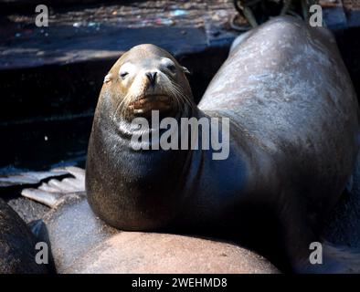 Il leone marino si trova su un molo a Newport, Oregon. Gli occhi sono quasi chiusi mentre si spalanca al sole. Foto Stock