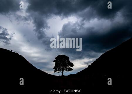 Sycamore Gap - iconico albero siriano vicino al Vallo di Adriano, Crag Lough, Northumberland National Park, Northumberland, Inghilterra, Regno Unito Foto Stock