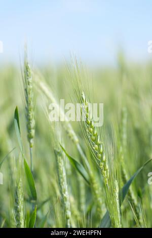 Spiga di grano con punta portante di grano che cresce al sole con cielo blu Foto Stock