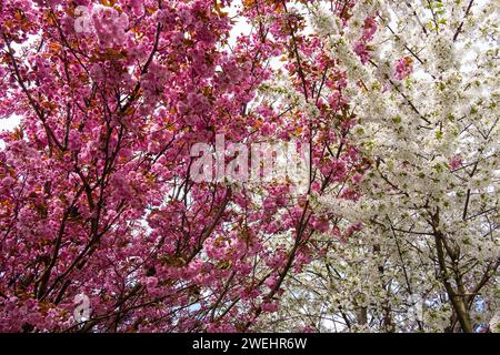 Primavera, sakura e ciliegio degli uccelli, Prunus, alberi in fiore Foto Stock