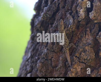 Un Kotschy's Gecko (Mediodactylus kotschyi) sul tronco di un albero sparato sull'isola di Citera in Grecia. Foto Stock