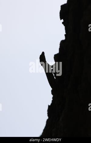 La silhouette di un Gecko di Kotschy (Mediodactylus kotschyi) sul tronco di un albero, girato sull'isola di Citera in Grecia. Foto Stock