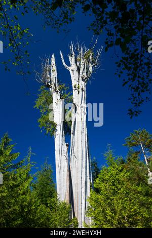 Duncan cedro (più grande del mondo di cedro rosso), Penisola Olimpica membro fiducia terre foreste, Washington Foto Stock