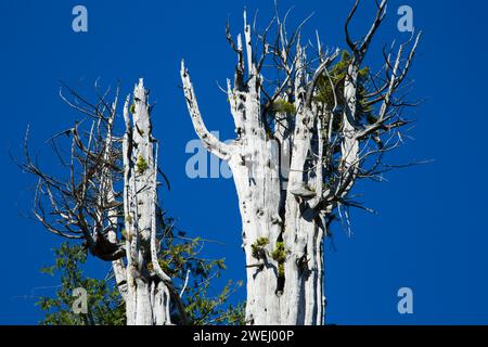 Duncan cedro (più grande del mondo di cedro rosso), Penisola Olimpica membro fiducia terre foreste, Washington Foto Stock