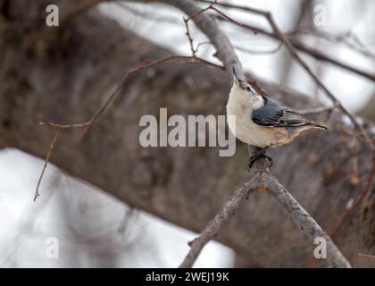 Affascinante Nuthatch dal petto bianco (Sitta carolinensis) che esplora i boschi del Ramble a Central Park, New York City. Un delizioso incontro con l'umorismo Foto Stock