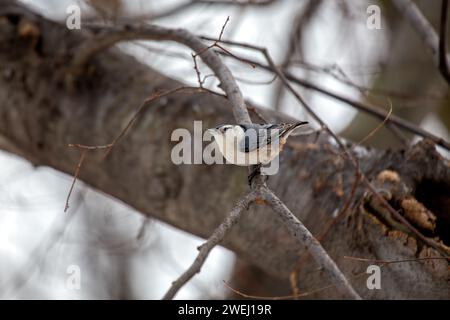 Affascinante Nuthatch dal petto bianco (Sitta carolinensis) che esplora i boschi del Ramble a Central Park, New York City. Un delizioso incontro con l'umorismo Foto Stock