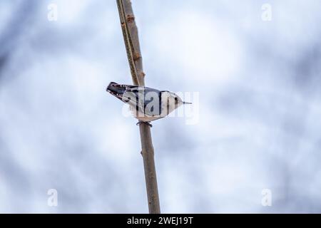 Affascinante Nuthatch dal petto bianco (Sitta carolinensis) che esplora i boschi del Ramble a Central Park, New York City. Un delizioso incontro con l'umorismo Foto Stock