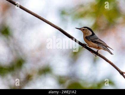 Affascinante Nuthatch dal petto bianco (Sitta carolinensis) che esplora i boschi del Ramble a Central Park, New York City. Un delizioso incontro con l'umorismo Foto Stock