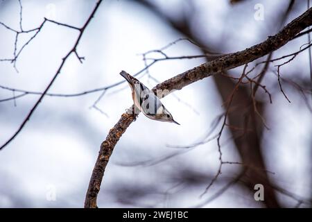 Affascinante Nuthatch dal petto bianco (Sitta carolinensis) che esplora i boschi del Ramble a Central Park, New York City. Un delizioso incontro con l'umorismo Foto Stock