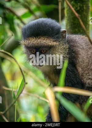 Volcanoes National Park in Ruanda, sulle pendici del monte Sabyinyo: Truppe di scimmie dorate. Foto Stock