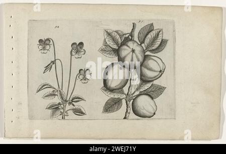 Viola tricolore e mela, crispijn van de passe (i) (attribuito a), dopo crispijn van de passe (i), 1600 - 1604 stampa Tricolor Violet (Viola tricolor) e mela (Malus pumila Miller), numerate 94 e 95. incisione di carta fiori: viola. botanica. frutta: mela Foto Stock