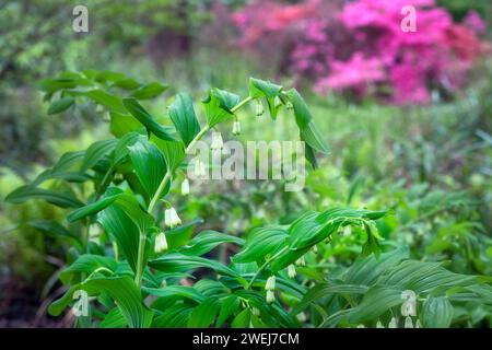 Polygonatum bianco, o sigillo di re Salomone in fiore in primavera Foto Stock
