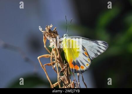 Una farfalla gialla Delias Periboea è appollaiata su un ramo dell'albero con sfondo sfocato Foto Stock