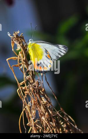 Una farfalla gialla Delias Periboea è appollaiata su un ramo dell'albero con sfondo sfocato Foto Stock