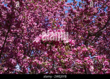 Un grande albero di crabapple con molti fiori rosa che fiorono in primavera. Foto Stock