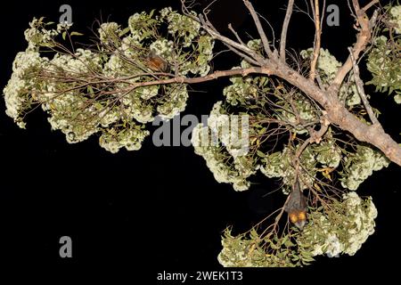 Volpi volanti dalla testa grigia australiana che si nutrono di nettare di fiori di albero gengivale Foto Stock