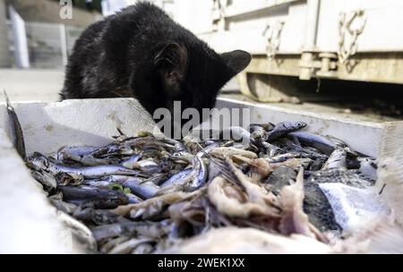 Dettaglio di un gatto abbandonato e senzatetto che mangia per strada Foto Stock