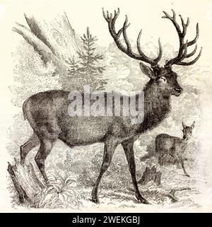 Cervi rossi con grandi palchi ramificati in una fitta foresta di montagna, con un'estremità posteriore nelle vicinanze. Scena faunistica incisa che mostra specie e habitat, 1878. Foto Stock