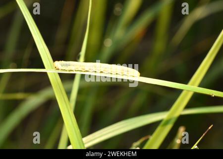 Sawfly insetti larva, famiglia di Hymenoptera con abbellimento sissile del gruppo delle seghe Foto Stock